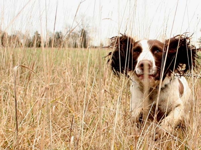 Holly