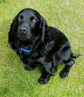 Sammy