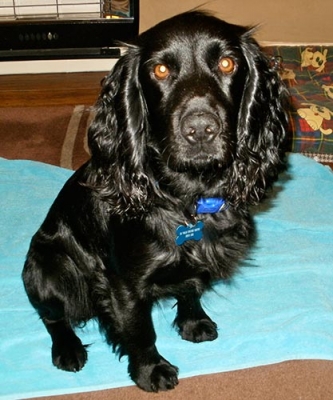 Sammy