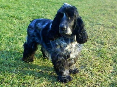Shelley