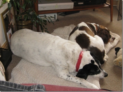 Bramble and Abbi
