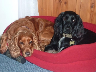Holly & Sweep