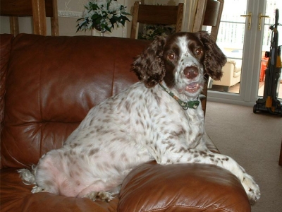 Daisy