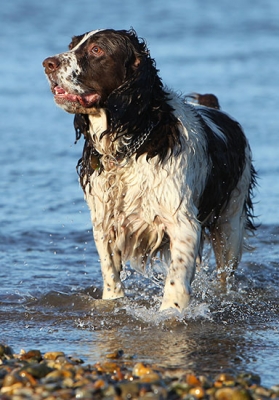 Gravel