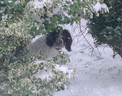 Sadie