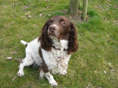 Pongo