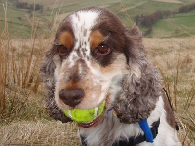 Jasper