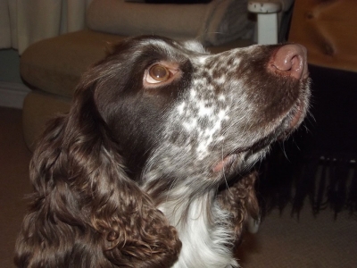Whizzer
