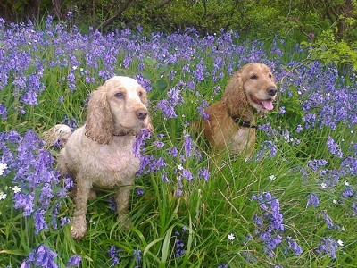 Spike & Dexter_1