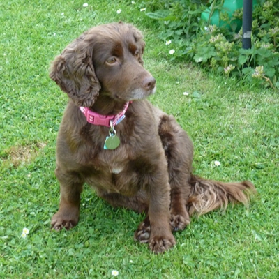 Gracie