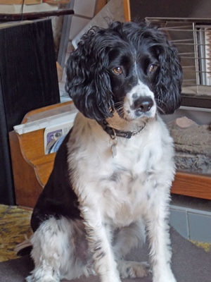 Bella