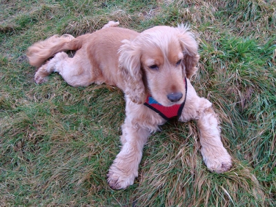 Alfie