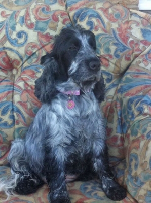 Penny