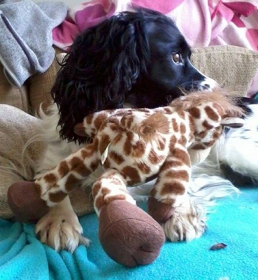 Gallery - Category: 2014 - Image: Rex - Cocker And English Springer ...