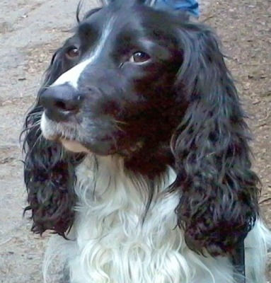 Gallery - Category: 2014 - Image: Rex - Cocker And English Springer ...