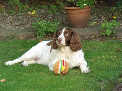 Archie