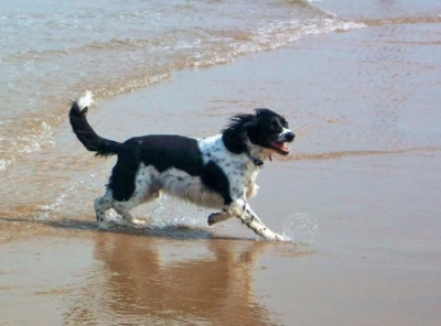Gallery - Category: 2014 - Image: Rex - Cocker And English Springer ...