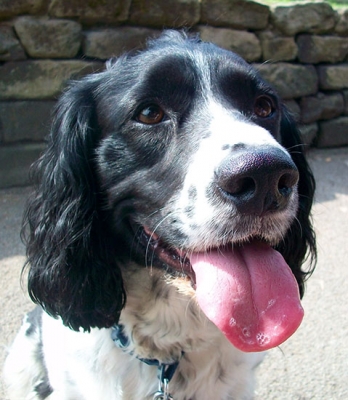 Gallery - Category: 2014 - Image: Rex - Cocker And English Springer ...