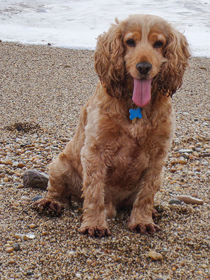Alfie