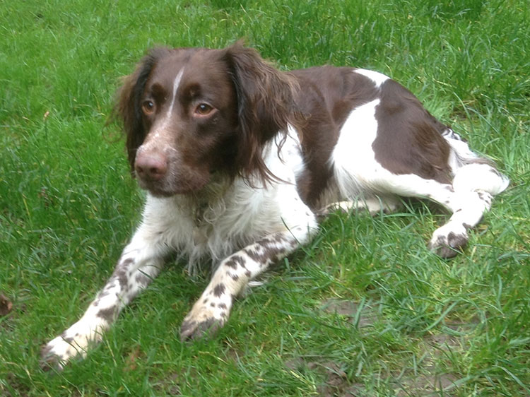 Alfie
