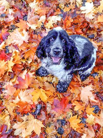 Bella