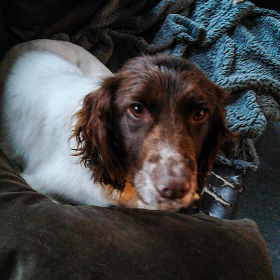 jess