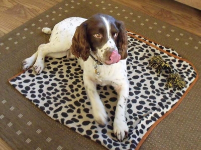 Archie