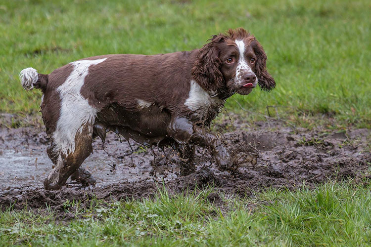 Alfie