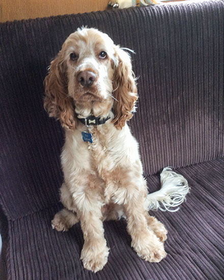 Alfie