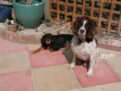 Marky and Poppy