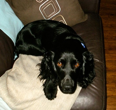 Sammy