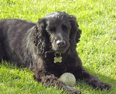 Max