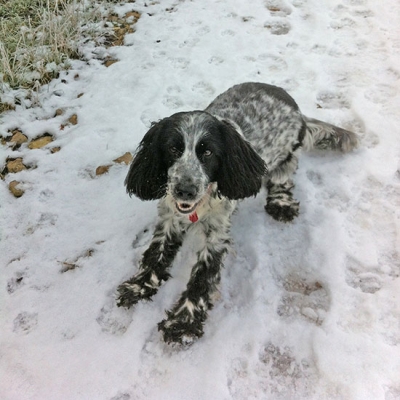Millie_2