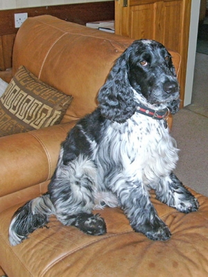 Mason