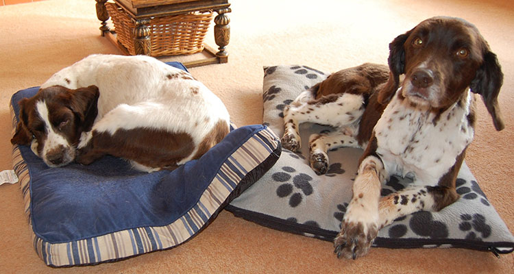 Chip and Lucy