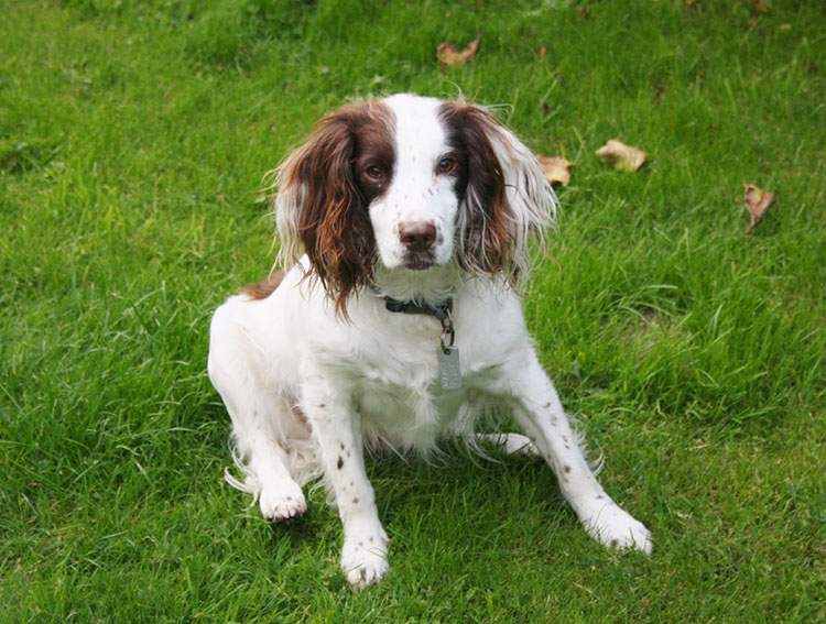 Tilly