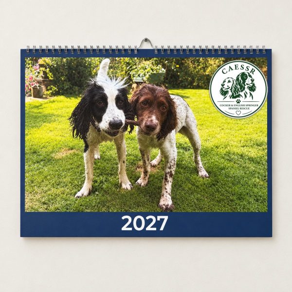 CAESSR 2027 wall calendar with two rescued spaniels on the cover